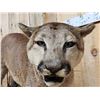 Image 6 : Big Mountain Lion Cougar Full Body Taxidermy Mount