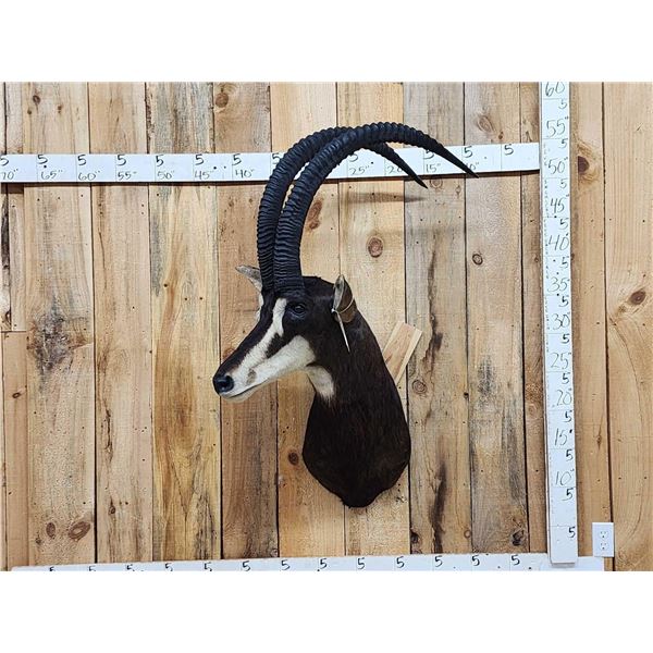 African Sable Antelope Shoulder Mount Taxidermy