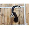 Image 1 : African Sable Antelope Shoulder Mount Taxidermy