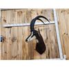 Image 2 : African Sable Antelope Shoulder Mount Taxidermy