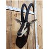 Image 3 : African Sable Antelope Shoulder Mount Taxidermy
