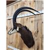 Image 4 : African Sable Antelope Shoulder Mount Taxidermy