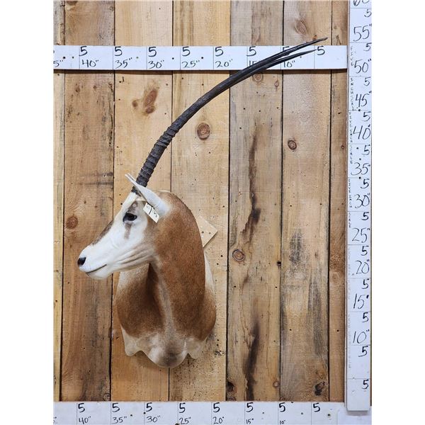 Scimitar Horned Oryx Shoulder Mount Taxidermy