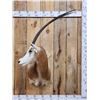 Image 1 : Scimitar Horned Oryx Shoulder Mount Taxidermy