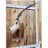 Image 2 : Scimitar Horned Oryx Shoulder Mount Taxidermy