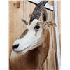 Image 3 : Scimitar Horned Oryx Shoulder Mount Taxidermy