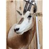 Image 4 : Scimitar Horned Oryx Shoulder Mount Taxidermy