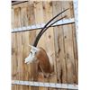 Image 5 : Scimitar Horned Oryx Shoulder Mount Taxidermy