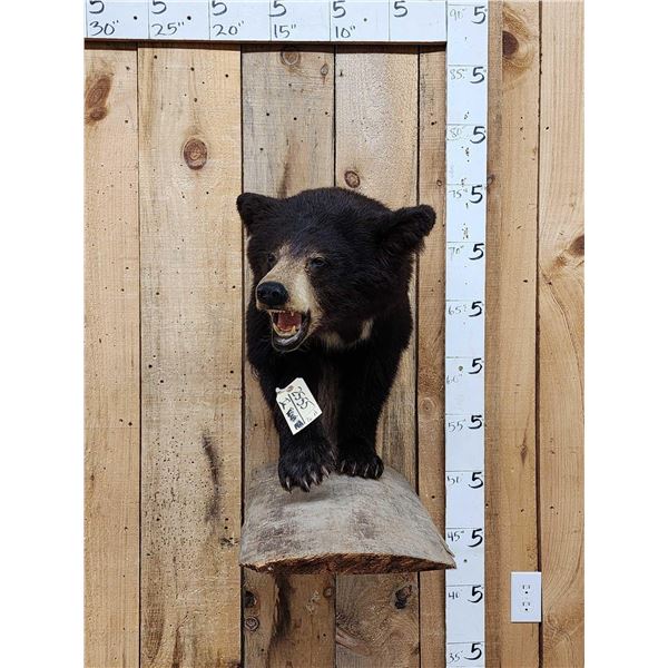 Black Bear Cub Half Body Taxidermy Mount