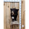 Image 1 : Black Bear Cub Half Body Taxidermy Mount