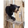Image 2 : Black Bear Cub Half Body Taxidermy Mount