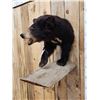 Image 3 : Black Bear Cub Half Body Taxidermy Mount