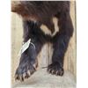 Image 4 : Black Bear Cub Half Body Taxidermy Mount