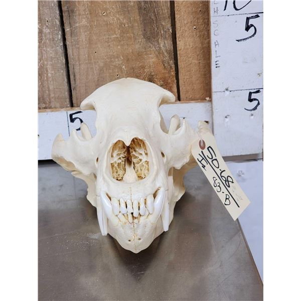 NICE Alaskan Grizzly Bear Skull Taxidermy