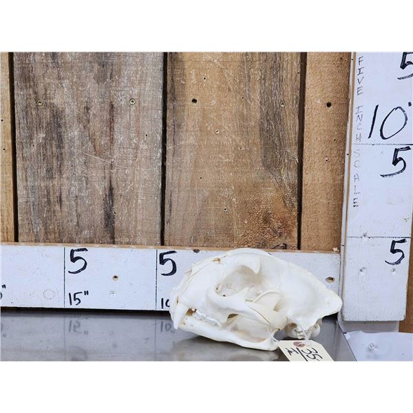 Big Mountain Lion Cougar Skull Taxidermy