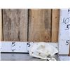 Image 1 : Big Mountain Lion Cougar Skull Taxidermy