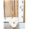 Image 2 : Big Mountain Lion Cougar Skull Taxidermy