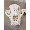 Image 3 : Big Mountain Lion Cougar Skull Taxidermy