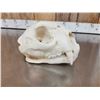 Image 4 : Big Mountain Lion Cougar Skull Taxidermy