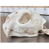 Image 5 : Big Mountain Lion Cougar Skull Taxidermy