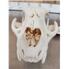 Image 6 : Big Mountain Lion Cougar Skull Taxidermy