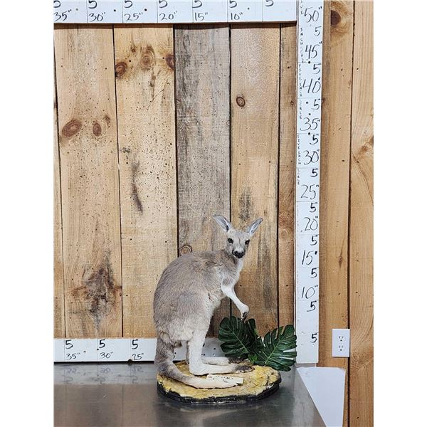 Wallaby Full Body Taxidermy Mount