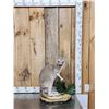 Image 1 : Wallaby Full Body Taxidermy Mount