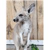 Image 3 : Wallaby Full Body Taxidermy Mount