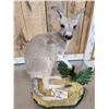 Image 4 : Wallaby Full Body Taxidermy Mount