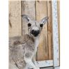 Image 5 : Wallaby Full Body Taxidermy Mount