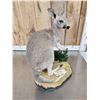 Image 6 : Wallaby Full Body Taxidermy Mount