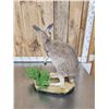 Image 7 : Wallaby Full Body Taxidermy Mount