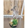 Image 8 : Wallaby Full Body Taxidermy Mount