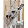 Image 9 : Wallaby Full Body Taxidermy Mount