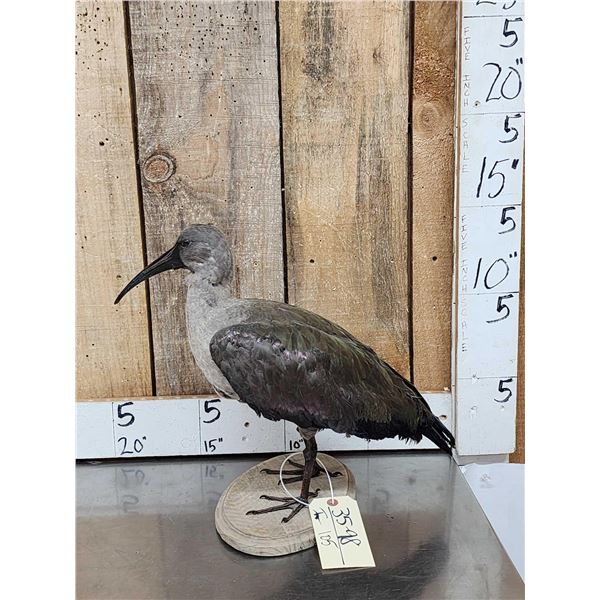 African Hadada Ibis Full Body Bird Taxidermy