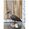 Image 1 : African Hadada Ibis Full Body Bird Taxidermy