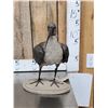 Image 2 : African Hadada Ibis Full Body Bird Taxidermy