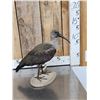 Image 3 : African Hadada Ibis Full Body Bird Taxidermy