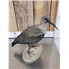 Image 4 : African Hadada Ibis Full Body Bird Taxidermy