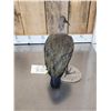 Image 5 : African Hadada Ibis Full Body Bird Taxidermy
