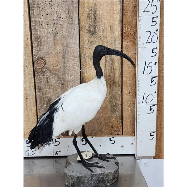 African Sacred Ibis Full Body Bird Taxidermy