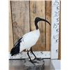 Image 1 : African Sacred Ibis Full Body Bird Taxidermy