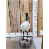 Image 2 : African Sacred Ibis Full Body Bird Taxidermy