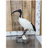 Image 3 : African Sacred Ibis Full Body Bird Taxidermy