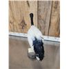 Image 4 : African Sacred Ibis Full Body Bird Taxidermy