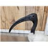 Image 5 : African Sacred Ibis Full Body Bird Taxidermy
