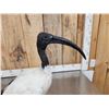 Image 6 : African Sacred Ibis Full Body Bird Taxidermy