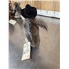 Image 5 : Sheriff Squirrel Taxidermy Mount