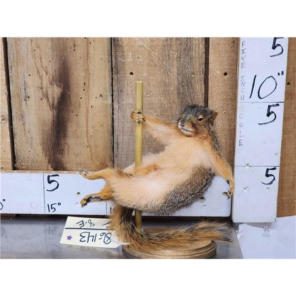 Squirrel On A Stripper Pole Taxidermy