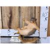 Image 1 : Squirrel On A Stripper Pole Taxidermy